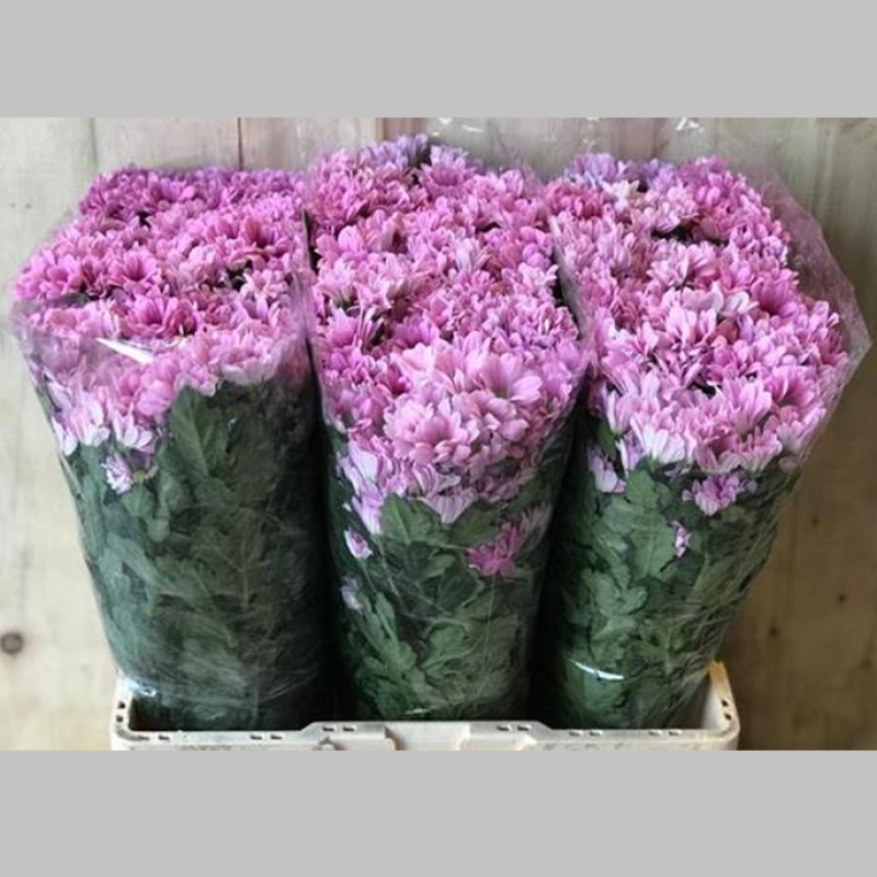 Crizanteme Roz, Pachet (20 buc.)